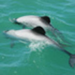 MP criticises Govt action on dolphins